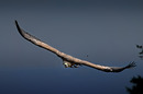 Fotos_Sonstige Vögel