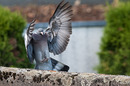 Taube im Landeanflug