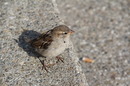 Spatz in der Fußgängerzone von Konstanz