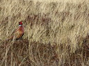 Fotos_Sonstige Vögel