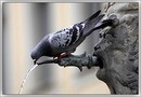 Fotos_Sonstige Vögel