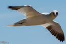 Fotos_Sonstige Vögel