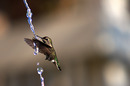 Drinking Hummingbird