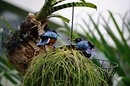 Fotos_Sonstige Vögel
