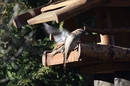 Fotos_Sonstige Vögel