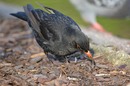 Fotos_Sonstige Vögel