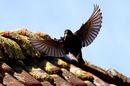 Fotos_Sonstige Vögel