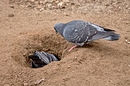 Fotos_Sonstige Vögel