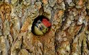 Fotos_Sonstige Vögel