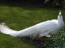Pfau