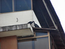 Fotos_Sonstige Vögel