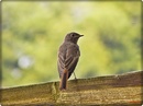 Fotos_Sonstige Vögel