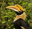 Fotos_Sonstige Vögel