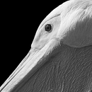 Pelikan