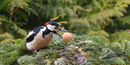 Fotos_Sonstige Vögel
