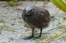 Fotos_Sonstige Vögel