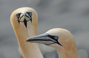Fotos_Sonstige Vögel