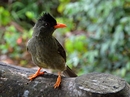 Fotos_Sonstige Vögel