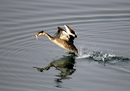 Fotos_Sonstige Vögel