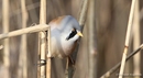 Fotos_Sonstige Vögel