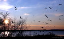 Fotos_Sonstige Vögel