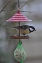 Meise hat Hunger im Winter