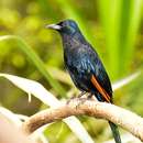 Ist auch eine Starl Art