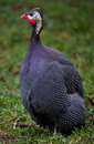 Fotos_Sonstige Vögel