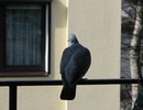 Freitag,  26. März 2010: eine Ringeltaube zu Besuch auf unserem Balkon