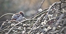 Fotos_Sonstige Vögel
