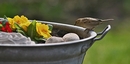 Spatz im Frühling