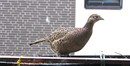 Besuch auf unserem Balkon Fasanenstr. 5 in Vechelde am 10. April 2013 --- 6. Foto ---