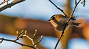 Fotos_Sonstige Vögel