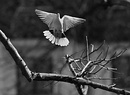 Vögel in der Stadt - Taube