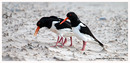 Fotos_Sonstige Vögel