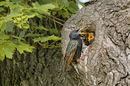 Fotos_Sonstige Vögel