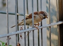 Fotos_Sonstige Vögel