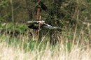 Eichelhäher im Flug