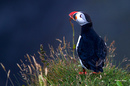 Puffin