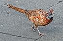 Junger Fasan 