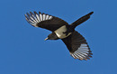 Fotos_Sonstige Vögel