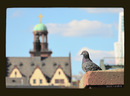 Fotos_Sonstige Vögel