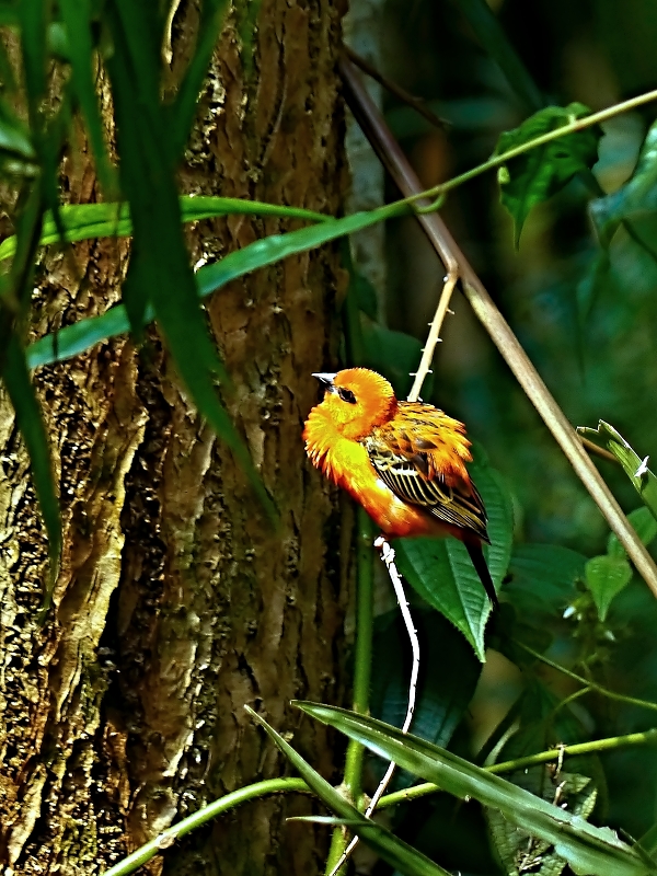 Schönheit im Urwald