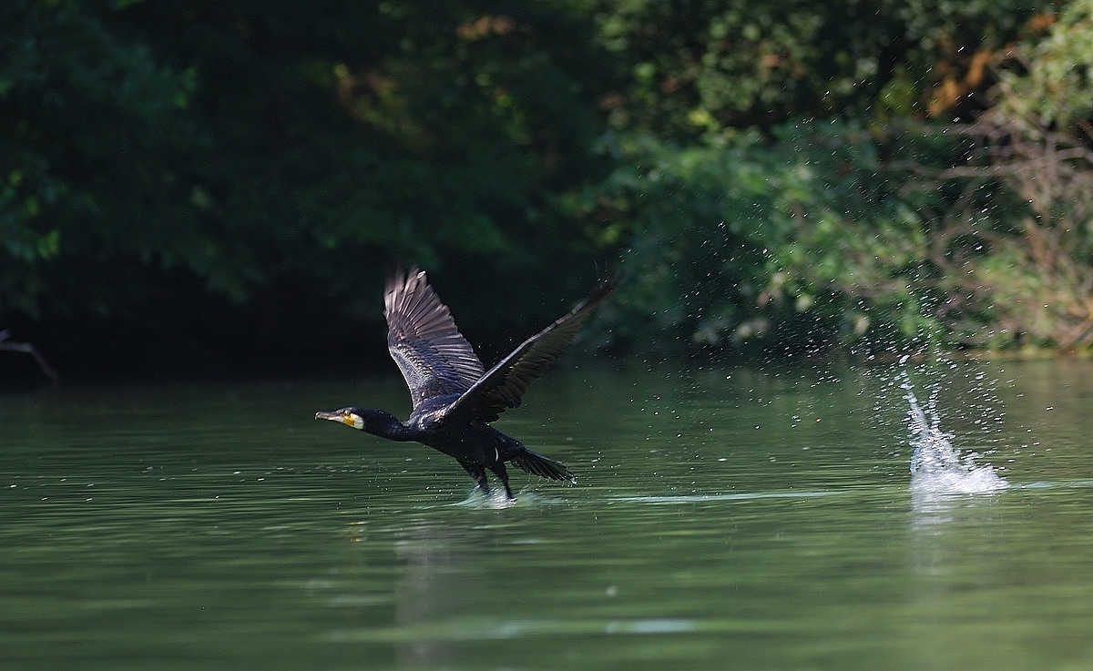 Kormoran beim Start