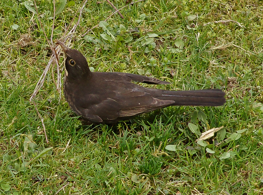 Amsel