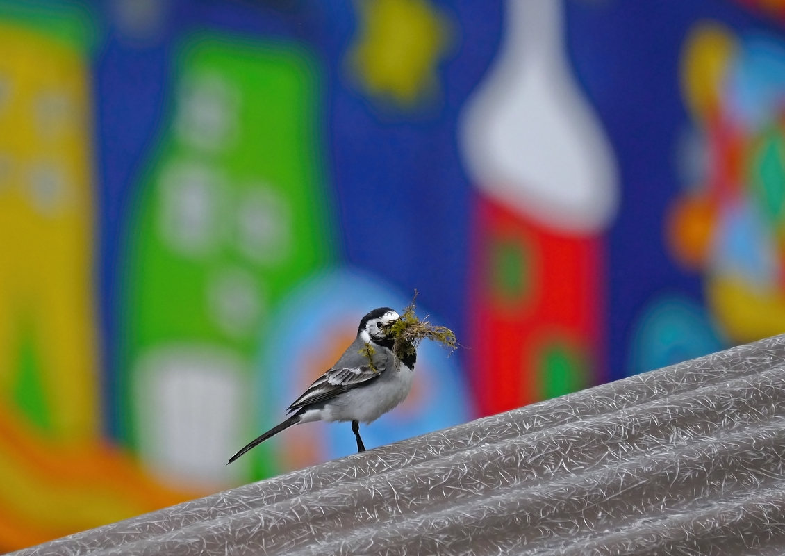 Nestbau bei der Bachstelze