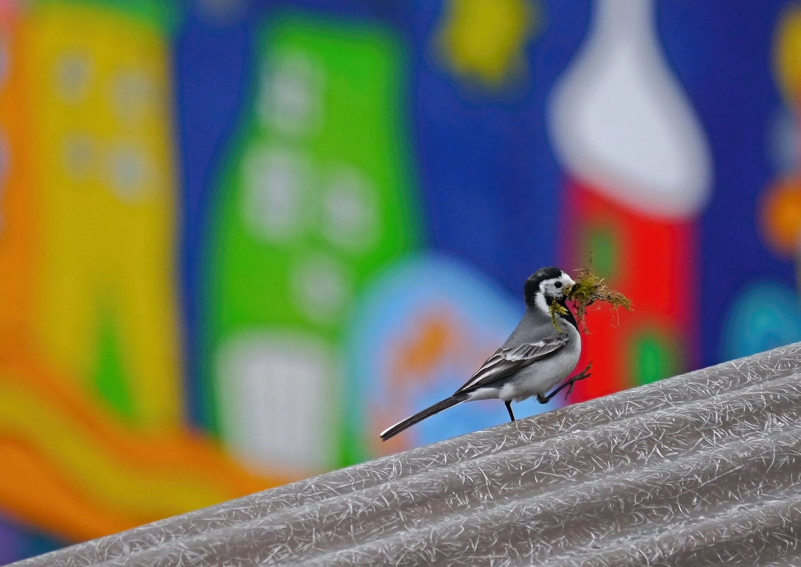 Nestbau bei der Bachstelze B