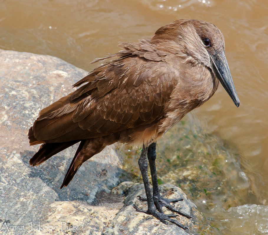 Hamerkop