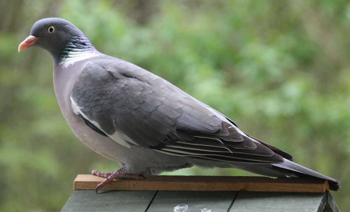 Zu groß für das Vogelhäuschen 
