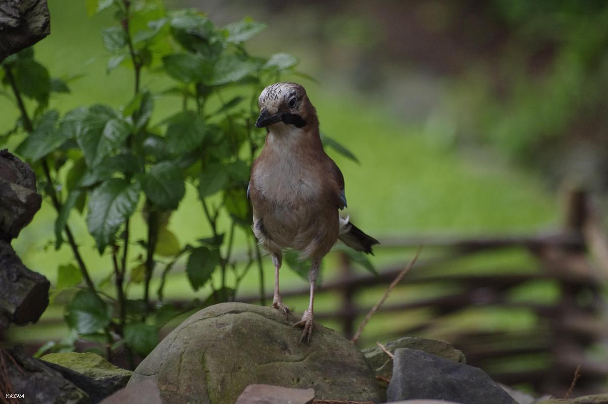 Gartenbesuch